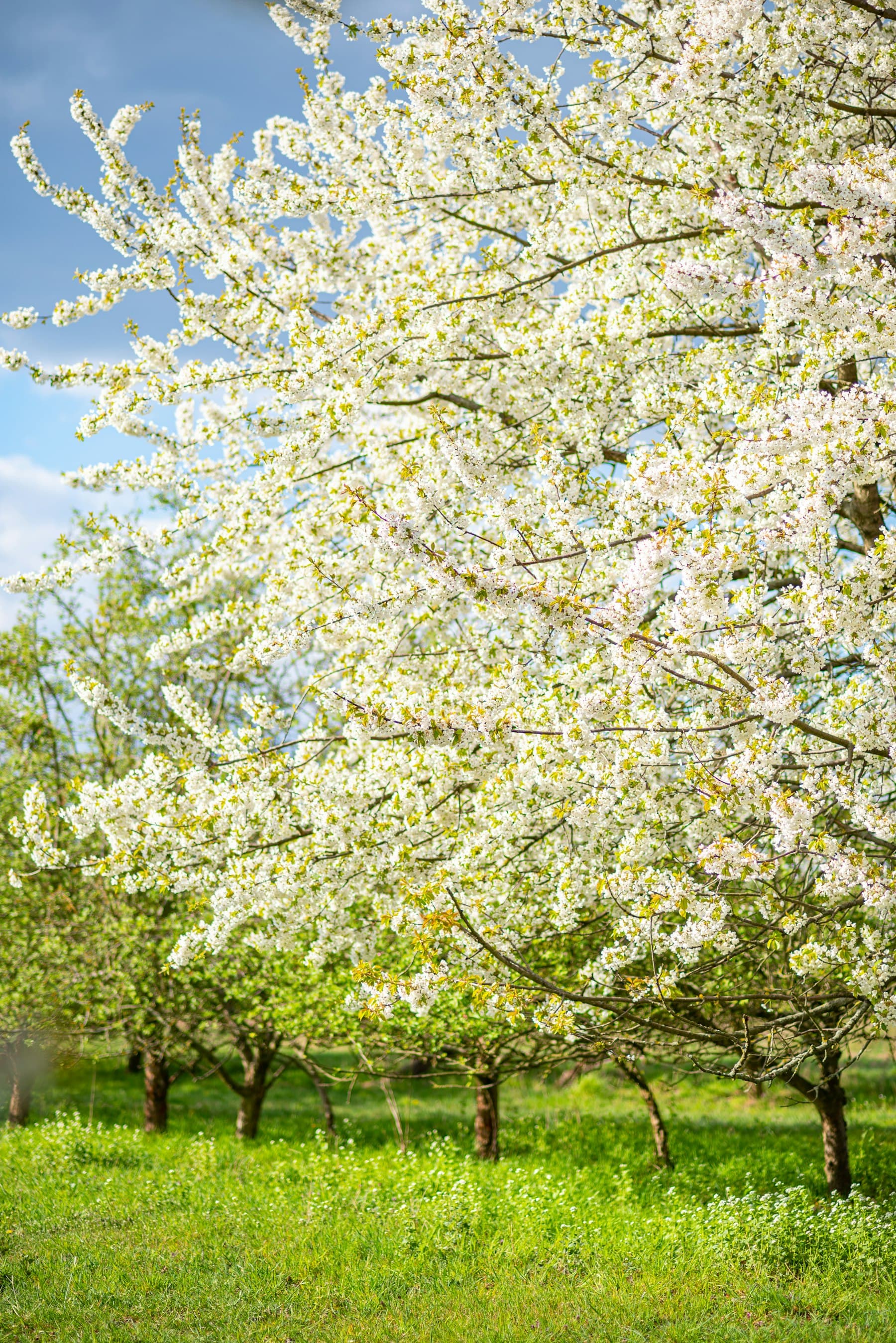 An orchard in blossom